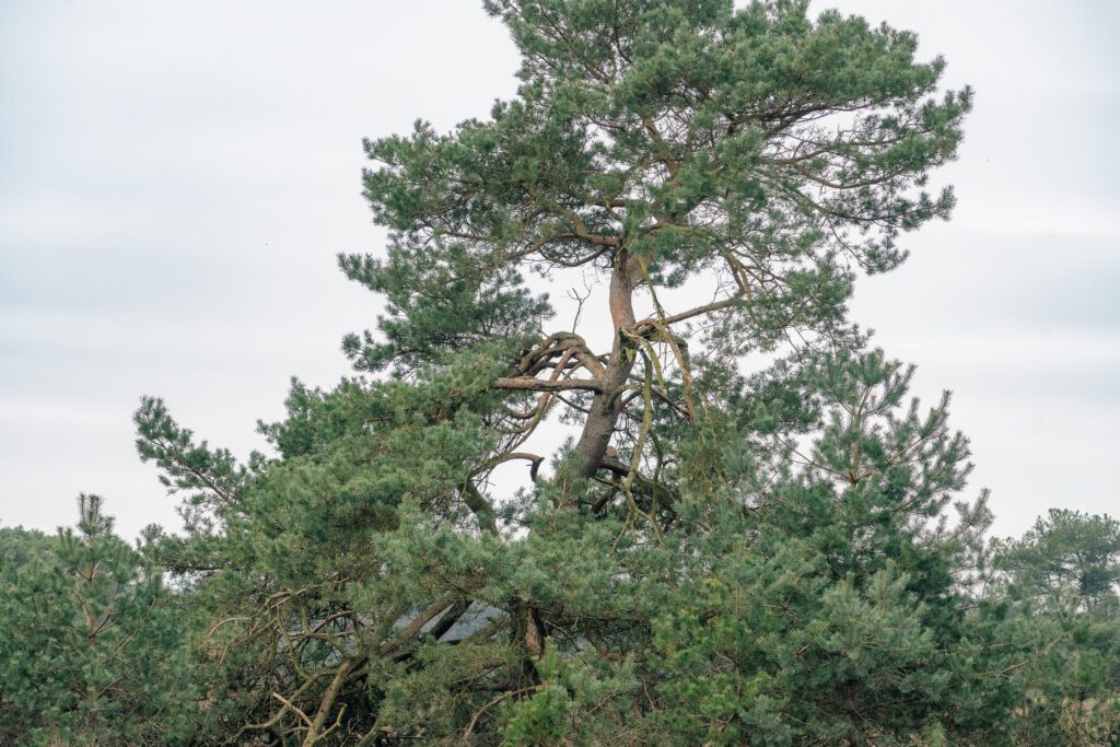 A tree grows twisted from the wind at the Kamerven