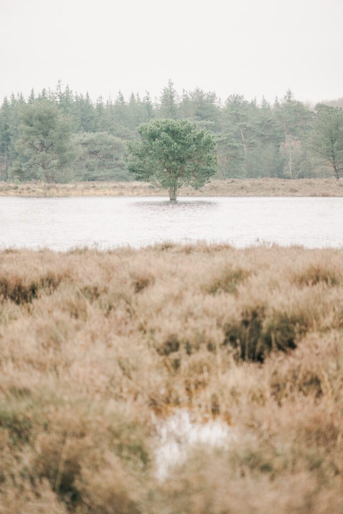 A single tree stands surrounded by water in nature photography by Amy Harper