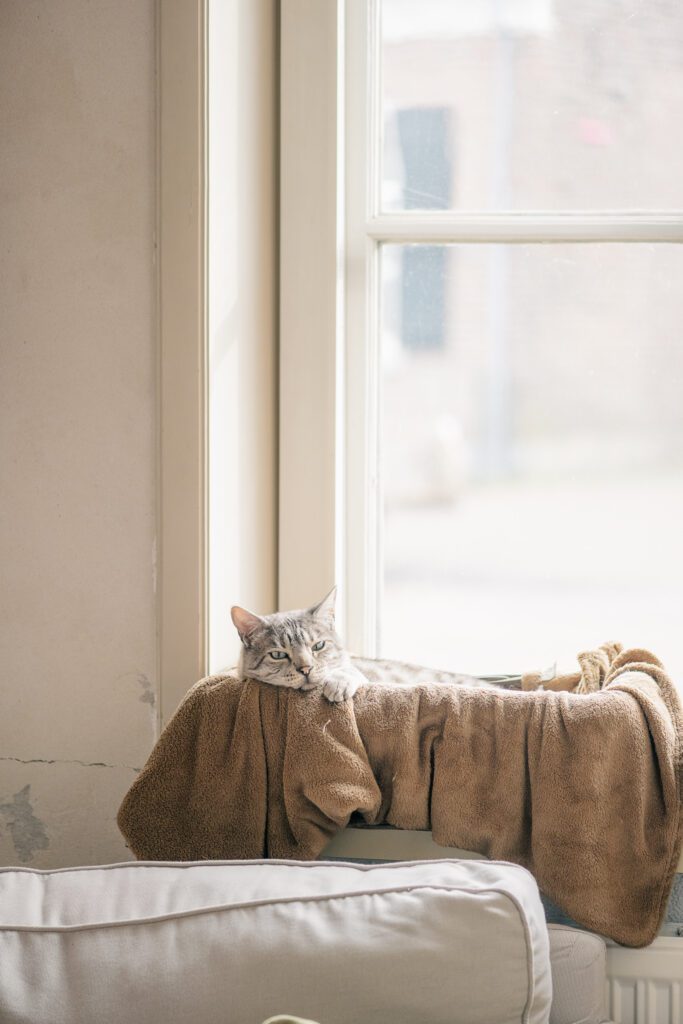 view of snow mink bengal cat resting in a brown blanket lined basket on a window sill