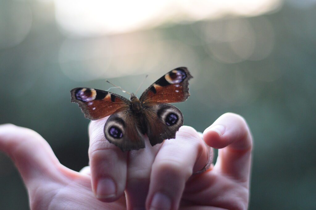 An early spring butterfly balances on some fingers