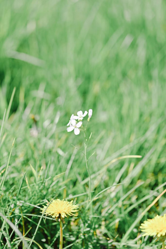 A single white wildflower stands in the field of grass near the Collse watermill
